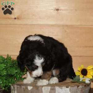 Cardinal – F1, Bernedoodle Puppy
